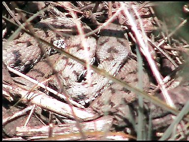 Vipera aspis